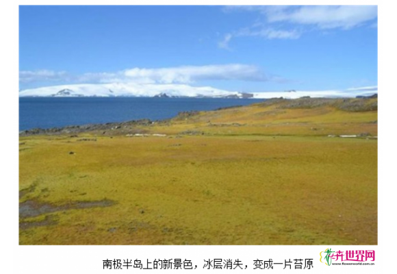南极正在“变绿” 植被覆盖面积扩大