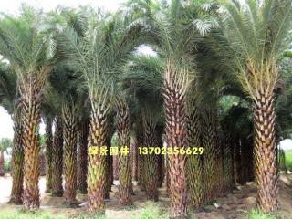 中东海枣