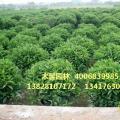 非洲茉莉