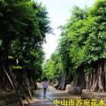细叶榕