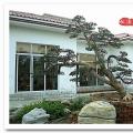日本罗汉松