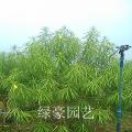黄花夹竹桃