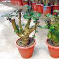 福禄桐（金钱兜)萌芽中