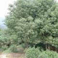 香樟（各种规格）