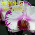 蝴蝶兰