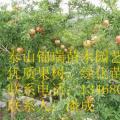 石榴树