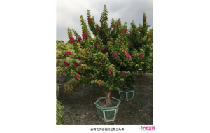 台湾三角梅单品产值达2.5亿元 台湾三角梅单品产值达2.5亿元