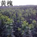 黄槐