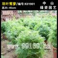 羽叶茑萝