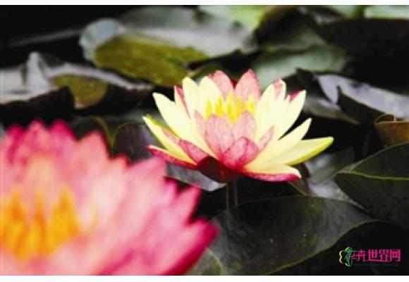 广西：莲花山景区再现神奇睡莲“双色万维莎”