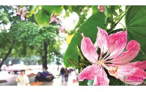一朵花竟有9枚花瓣 变异“紫荆”或能育出新品种