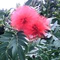 红绒球、美蕊花