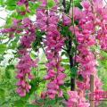 香花槐