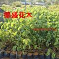宫粉紫荆