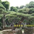 黑松