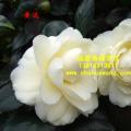 茶花  黄达