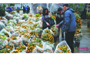 中山三大迎春花市同日开市 小盆兰花售价过千 中山三大迎春花市同日开市 小盆兰花售价过千