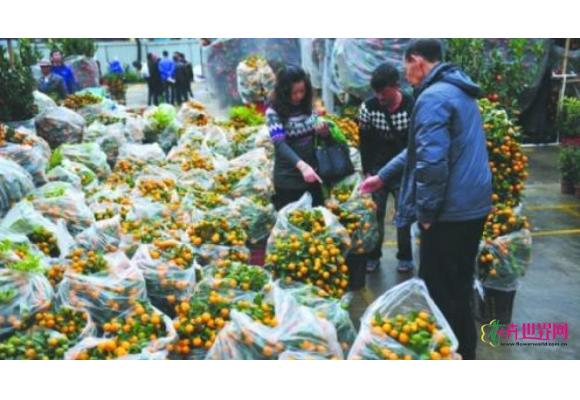 中山三大迎春花市同日开市 小盆兰花售价过千 中山三大迎春花市同日开市 小盆兰花售价过千