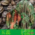 玉蕊
