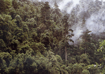 秃杉：园林绿化新宠