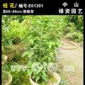 桂花