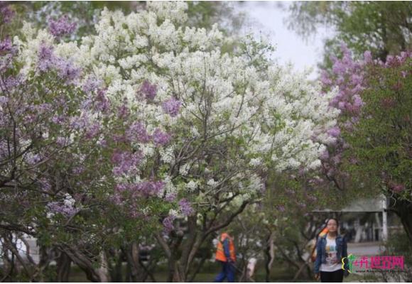 哈尔滨：城市绿化中大量使用丁香品种