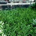 排骨草