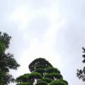 罗汉松
