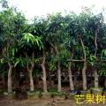 芒果树