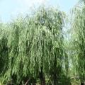 杨柳树