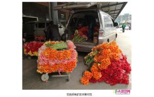 云南：非洲菊切花价格下跌 4月最低价每扎1-2元