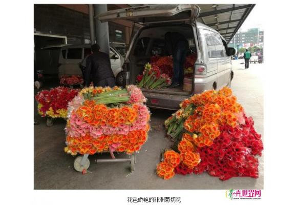 云南:非洲菊切花价格下跌 4月最低价每扎1-2元 云南:非洲菊切花价格下跌 4月最低价每扎1-2元