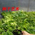 嘉宝果