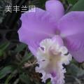 卡特兰[国庆]