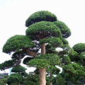 罗汉松