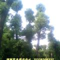 多杆香樟树
