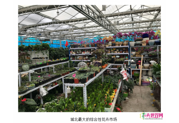 乌鲁木齐8月将迎来综合性花卉市场