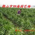 龙血树