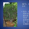 桂花