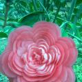 花艺培训