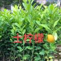 柠檬