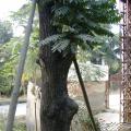 麻楝