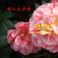 茶花  情人大卡特
