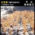 大叶红苋草
