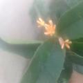 桂花