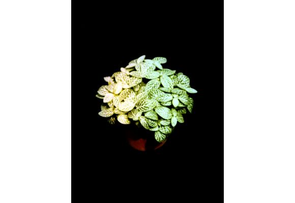 白网纹草