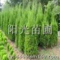 白皮松