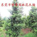 罗汉松