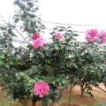 茶花