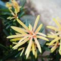 黄芽罗汉松